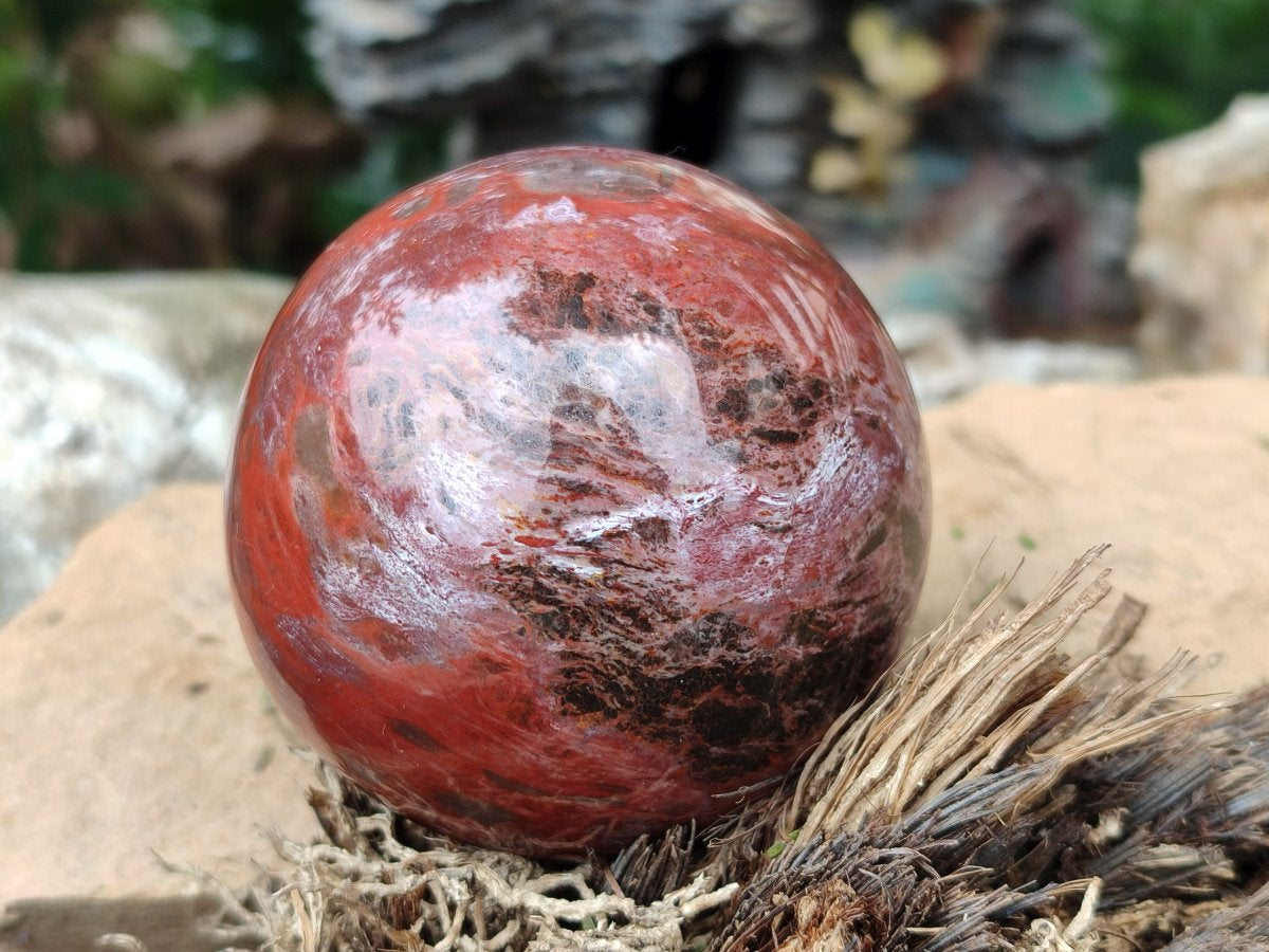 Polished Mixed Red Podocarpus Petrified Wood Pieces x 4 From Mahajanga, Madagascar - Toprock Gemstones and Minerals 