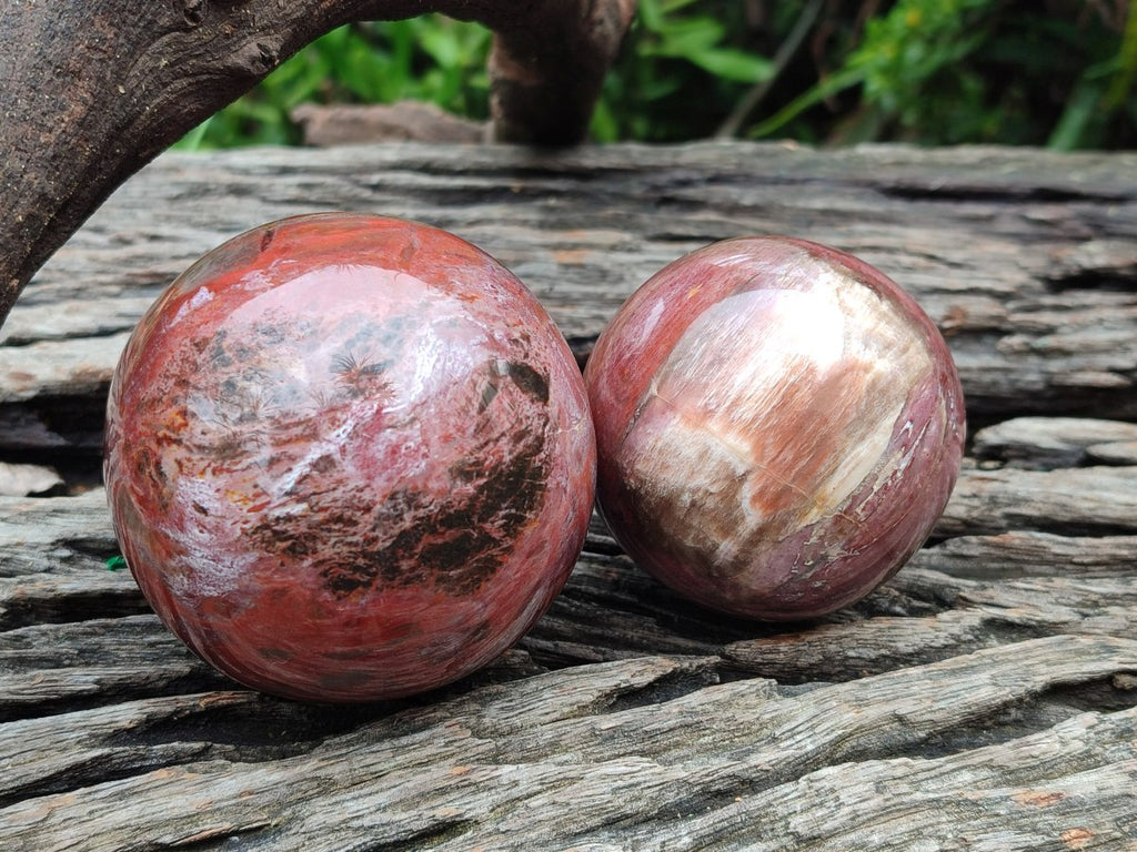 Polished Mixed Red Podocarpus Petrified Wood Pieces x 4 From Mahajanga, Madagascar - Toprock Gemstones and Minerals 