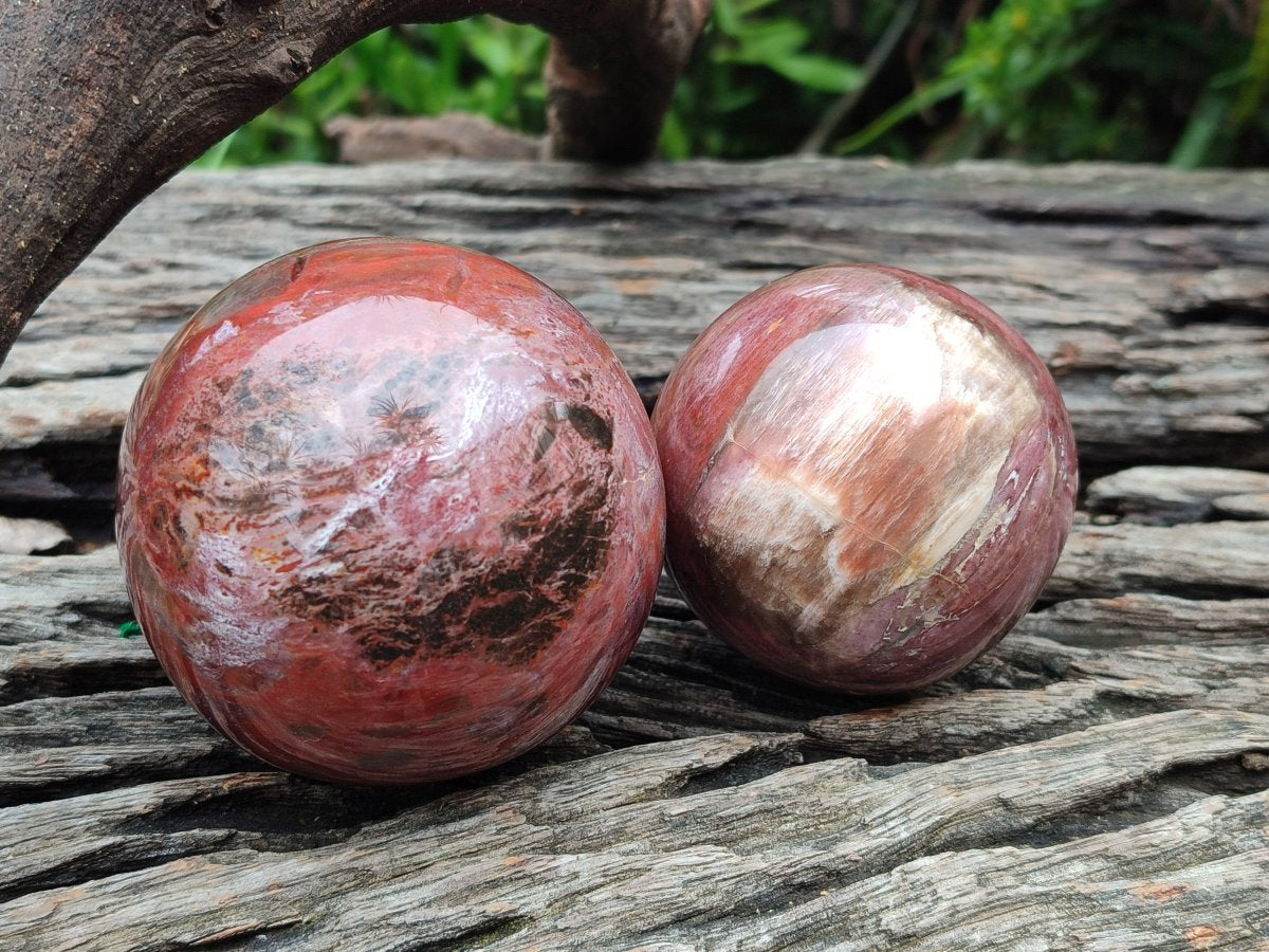 Polished Mixed Red Podocarpus Petrified Wood Pieces x 4 From Mahajanga, Madagascar - Toprock Gemstones and Minerals 