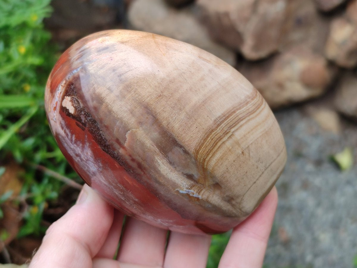 Polished Mixed Red Podocarpus Petrified Wood Pieces x 4 From Mahajanga, Madagascar - Toprock Gemstones and Minerals 