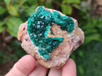 Natural Cabinet Dioptase on Dolomite Specimens x 3 From Likasi, Congo - Toprock Gemstones and Minerals 