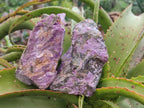 Natural Cobbed Stichtite Specimens x 6 From Barberton, South Africa - Toprock Gemstones and Minerals 
