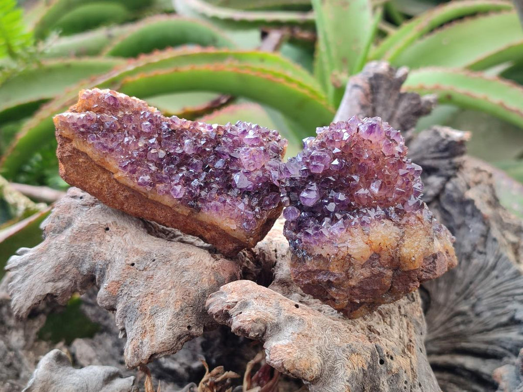 Natural Dark Purple Amethyst Crystal Plates x 24 From Boekenhouthoek, South Africa - Toprock Gemstones and Minerals 