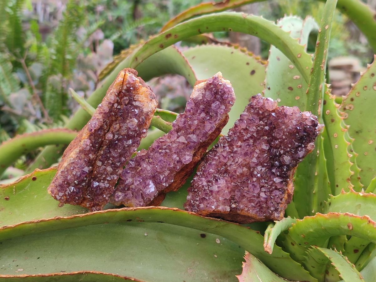 Natural Dark Purple Amethyst Crystal Plates x 24 From Boekenhouthoek, South Africa - Toprock Gemstones and Minerals 
