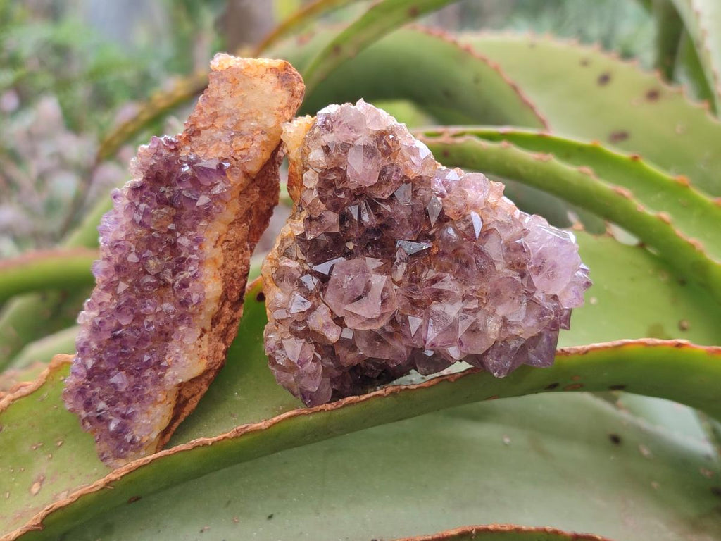 Natural Dark Purple Amethyst Crystal Plates x 24 From Boekenhouthoek, South Africa - Toprock Gemstones and Minerals 