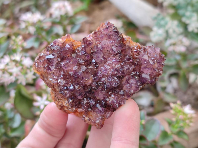 Natural Dark Purple Amethyst Crystal Plates x 24 From Boekenhouthoek, South Africa - Toprock Gemstones and Minerals 