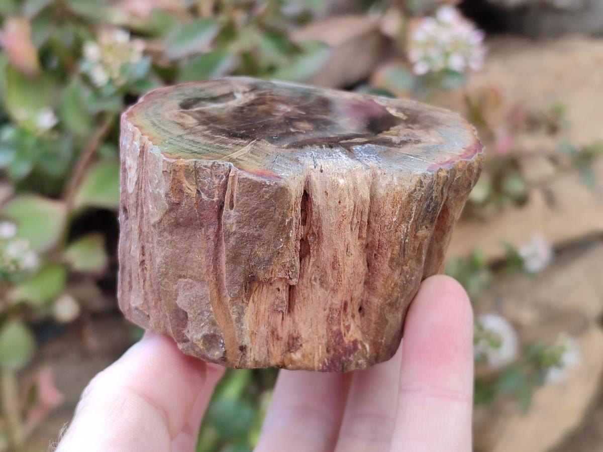 Polished On One Side Dadoxylon Petrified Wood Tree Branches x 6 From Gokwe, Zimbabwe - Toprock Gemstones and Minerals 