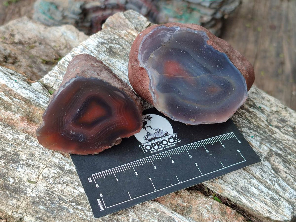 Polished One Side Red Shashe River Agate Nodules x 24 From Shashe River, Zimbabwe - Toprock Gemstones and Minerals 