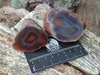 Polished One Side Red Shashe River Agate Nodules x 24 From Shashe River, Zimbabwe - Toprock Gemstones and Minerals 