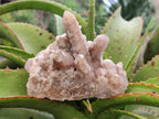 Natural Smokey Spirit Quartz Clusters with Hematoid Coating x 4 From Boekenhouthoek, South Africa - Toprock Gemstones and Minerals 