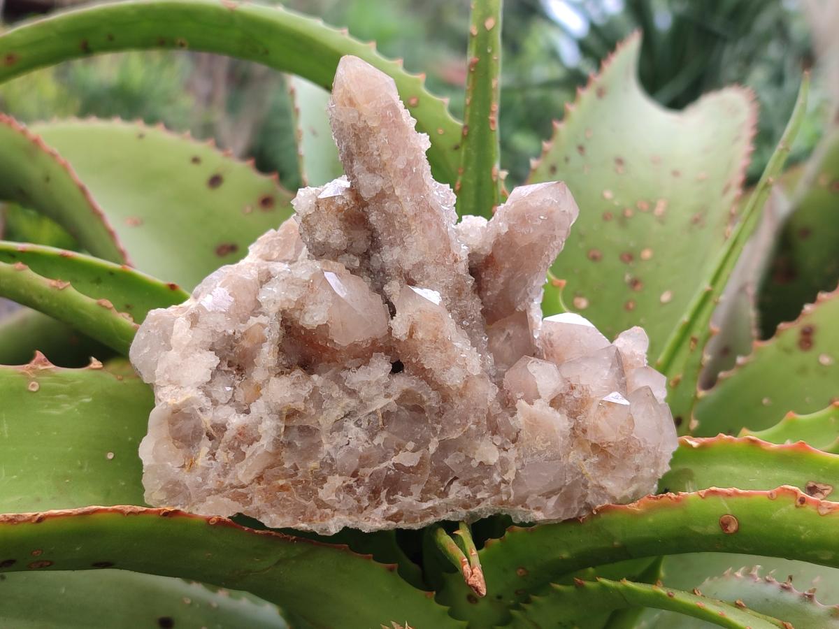 Natural Smokey Spirit Quartz Clusters with Hematoid Coating x 4 From Boekenhouthoek, South Africa - Toprock Gemstones and Minerals 