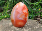 Polished Carnelian Agate Gemstone Standing Display Pieces x 2 From Madagascar - Toprock Gemstones and Minerals 