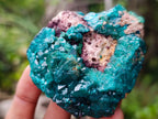 Natural Dioptase on Dolomite Specimens x 6 From Likasi, Congo - Toprock Gemstones and Minerals 