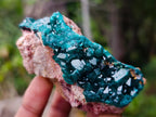 Natural Dioptase on Dolomite Specimens x 6 From Likasi, Congo - Toprock Gemstones and Minerals 