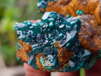 Natural Dioptase on Dolomite Specimens x 6 From Likasi, Congo - Toprock Gemstones and Minerals 