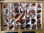 Polished One Side Red Shashe River Agate Nodules x 35 From Shashe River, Zimbabwe - Toprock Gemstones and Minerals 