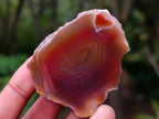 Polished One Side Red Shashe River Agate Nodules x 35 From Shashe River, Zimbabwe - Toprock Gemstones and Minerals 
