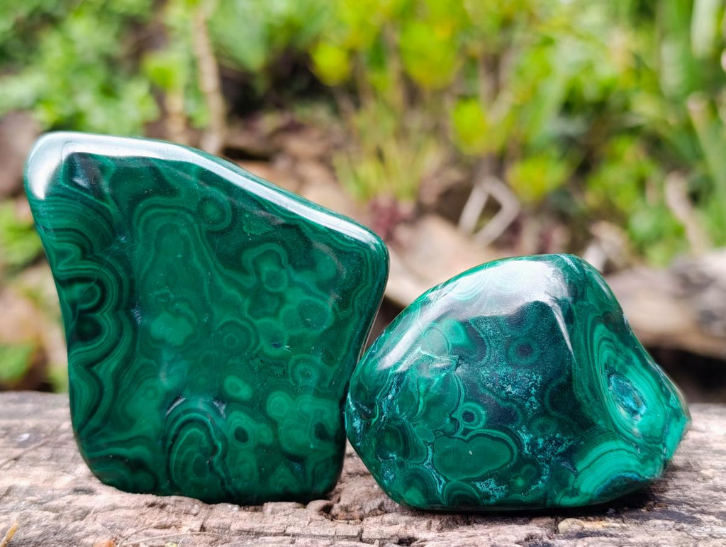 Polished Flower Banded Malachite Free Forms x 6 From Congo - Toprock Gemstones and Minerals 
