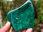Polished Flower Banded Malachite Free Forms x 6 From Congo - Toprock Gemstones and Minerals 