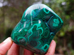 Polished Flower Banded Malachite Free Forms x 6 From Congo - Toprock Gemstones and Minerals 