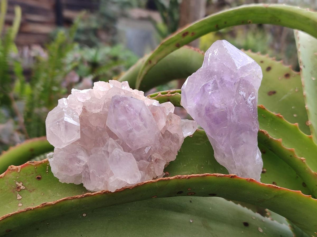 Natural Jacaranda Amethyst Single Crystals x 24 From Mumbwa, Zambia - Toprock Gemstones and Minerals 