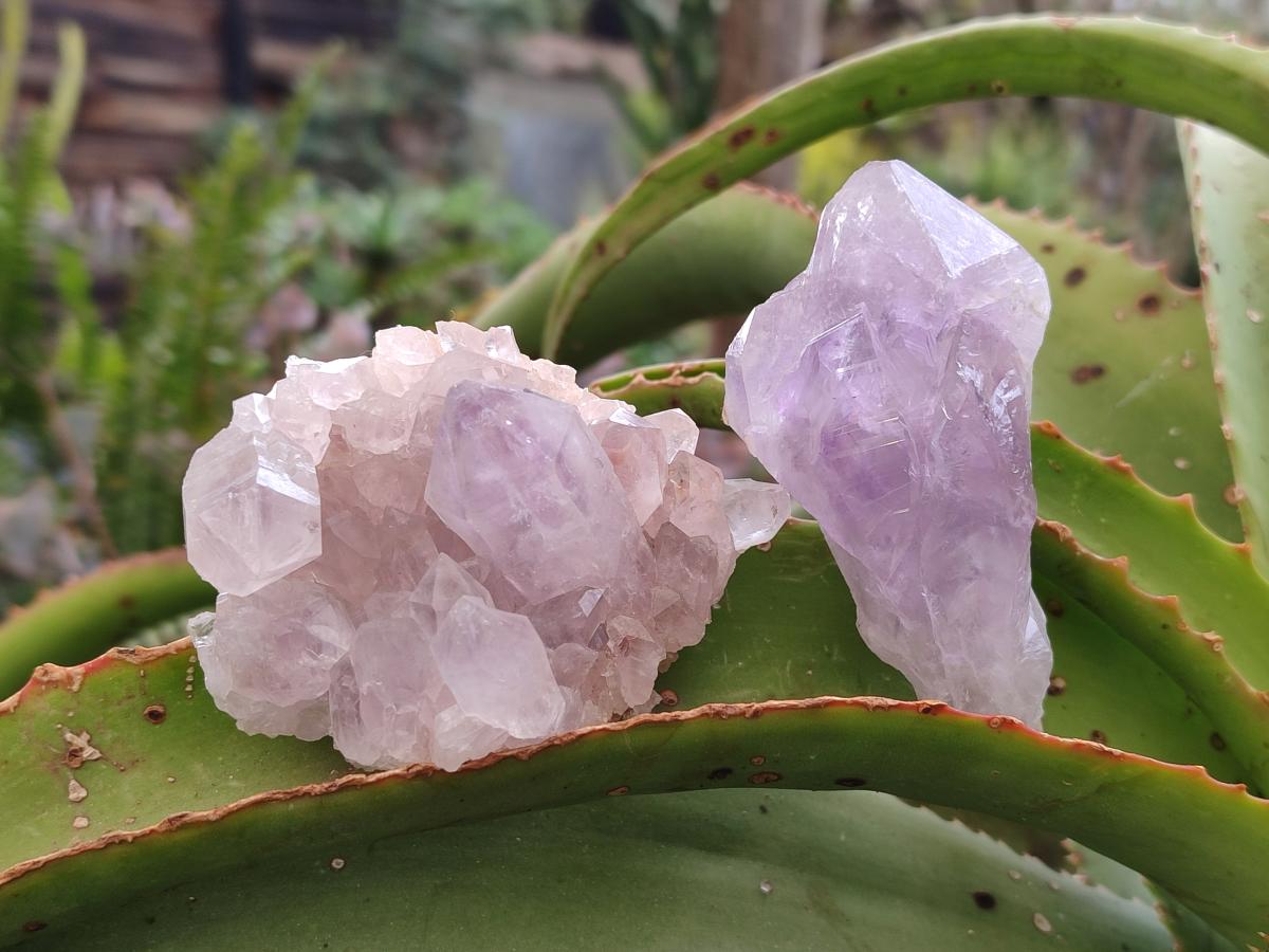 Natural Jacaranda Amethyst Single Crystals x 24 From Mumbwa, Zambia - Toprock Gemstones and Minerals 