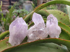 Natural Jacaranda Amethyst Single Crystals x 24 From Mumbwa, Zambia - Toprock Gemstones and Minerals 
