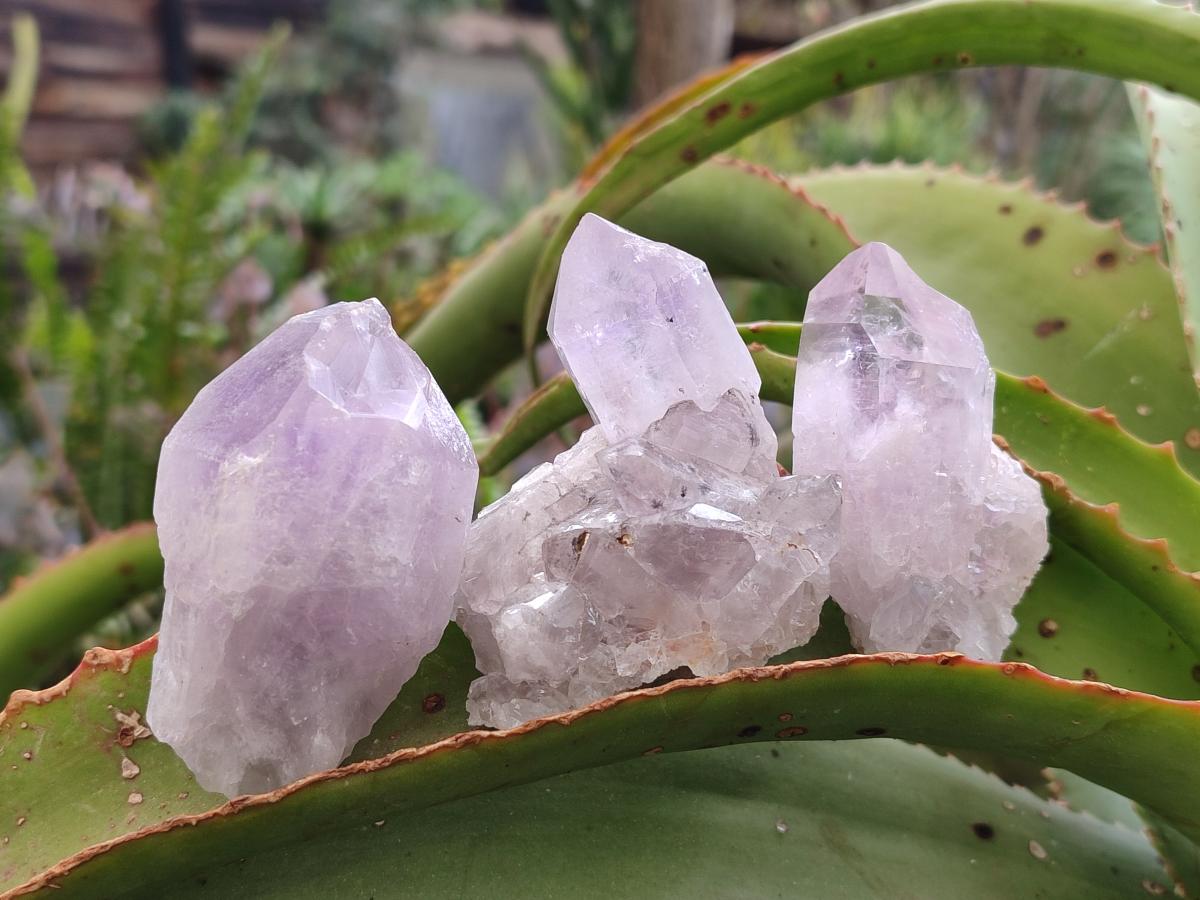 Natural Jacaranda Amethyst Single Crystals x 24 From Mumbwa, Zambia - Toprock Gemstones and Minerals 