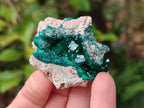 Natural Dioptase on Dolomite Specimens Some with Chrysocolla x 6 From Likasi, Congo - Toprock Gemstones and Minerals 