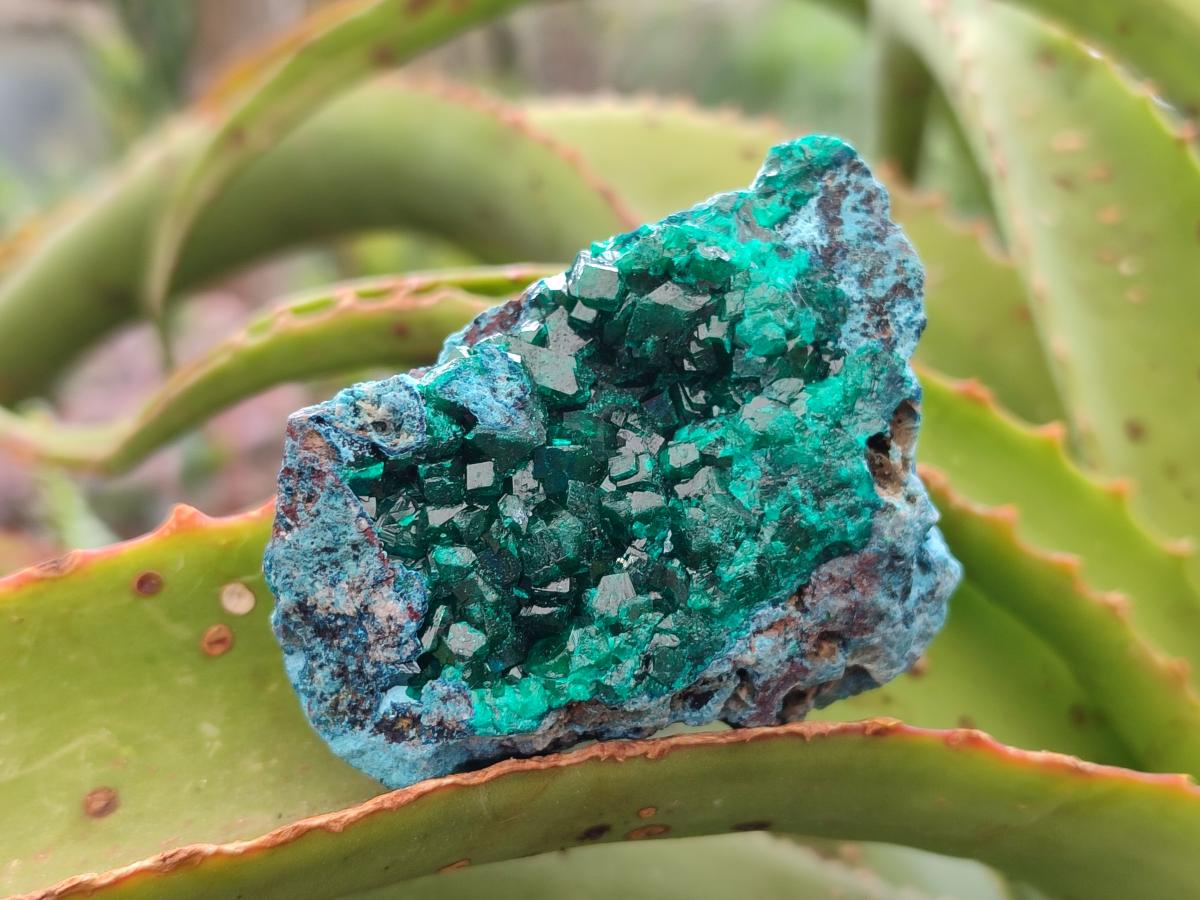 Natural Dioptase on Dolomite Specimens Some with Chrysocolla x 6 From Likasi, Congo - Toprock Gemstones and Minerals 