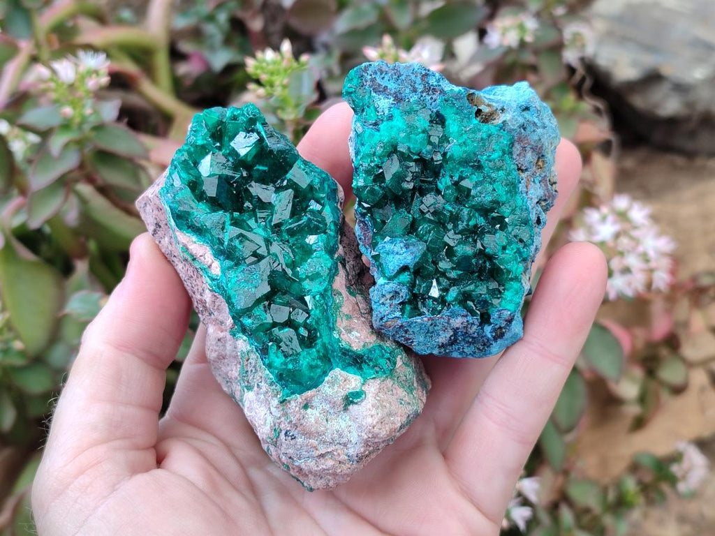 Natural Dioptase on Dolomite Specimens Some with Chrysocolla x 6 From Likasi, Congo - Toprock Gemstones and Minerals 