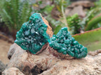 Natural Dioptase on Dolomite Specimens Some with Chrysocolla x 6 From Likasi, Congo - Toprock Gemstones and Minerals 
