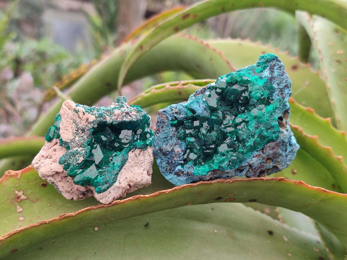 Natural Dioptase on Dolomite Specimens Some with Chrysocolla x 6 From Likasi, Congo - Toprock Gemstones and Minerals 