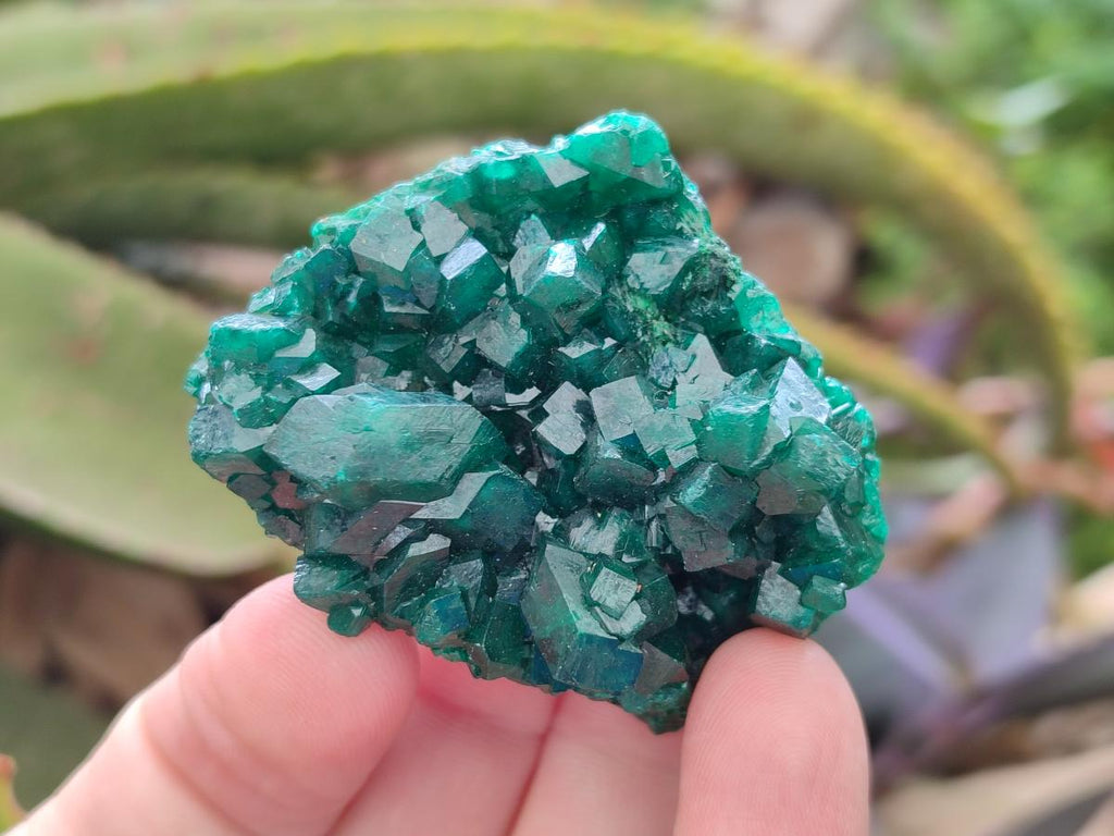 Natural Dioptase on Dolomite Specimens Some with Chrysocolla x 6 From Likasi, Congo - Toprock Gemstones and Minerals 