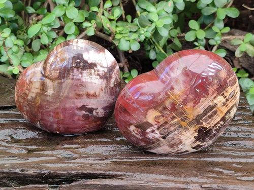 Polished Large Red Podocarpus Petrified Wood Hearts x 2 From Mahajanga, Madagascar - Toprock Gemstones and Minerals 
