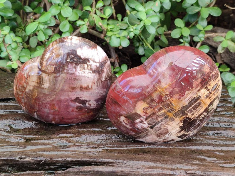 Polished Large Red Podocarpus Petrified Wood Hearts x 2 From Mahajanga, Madagascar - Toprock Gemstones and Minerals 