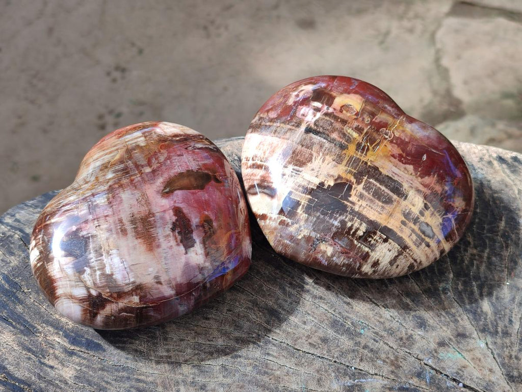 Polished Large Red Podocarpus Petrified Wood Hearts x 2 From Mahajanga, Madagascar - Toprock Gemstones and Minerals 