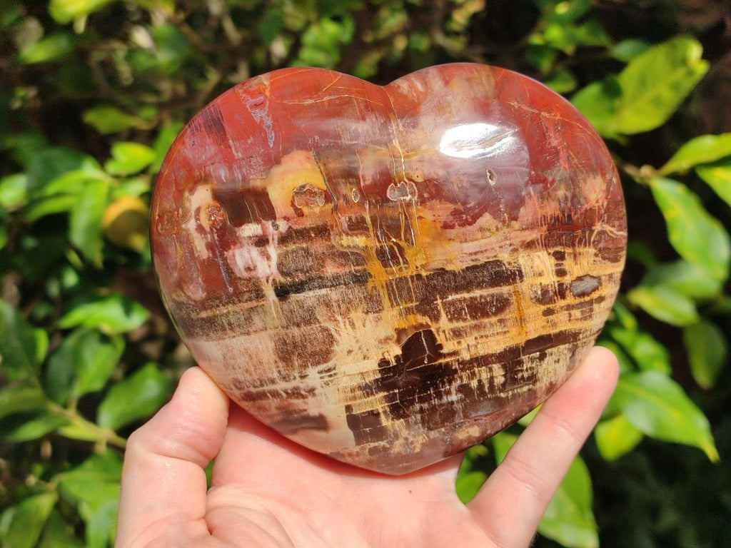 Polished Large Red Podocarpus Petrified Wood Hearts x 2 From Mahajanga, Madagascar - Toprock Gemstones and Minerals 