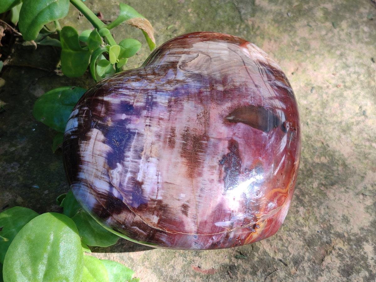 Polished Large Red Podocarpus Petrified Wood Hearts x 2 From Mahajanga, Madagascar - Toprock Gemstones and Minerals 