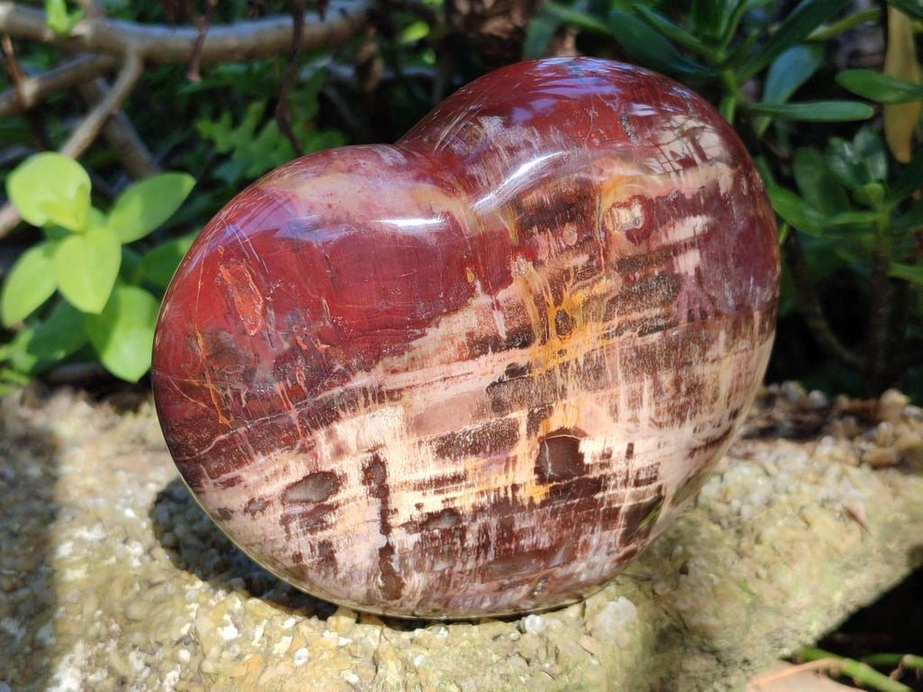 Polished Large Red Podocarpus Petrified Wood Hearts x 2 From Mahajanga, Madagascar - Toprock Gemstones and Minerals 