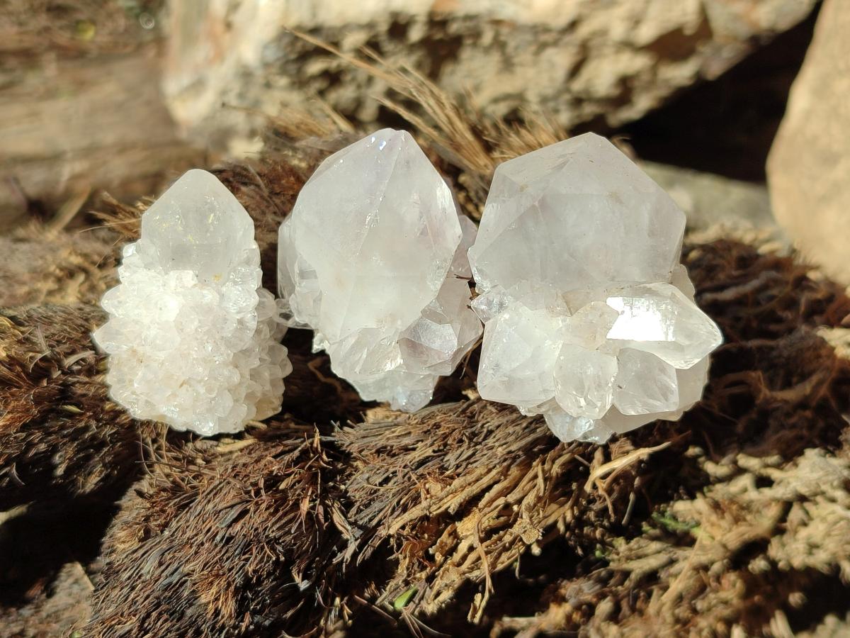 Natural White Cactus Flower Spirit Amethyst Crystals x 46 From South Africa - Toprock Gemstones and Minerals 