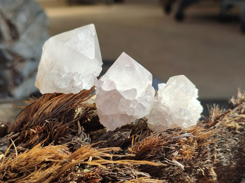 Natural White Cactus Flower Spirit Amethyst Crystals x 46 From South Africa - Toprock Gemstones and Minerals 