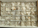 Natural White Cactus Flower Spirit Amethyst Crystals x 46 From South Africa - Toprock Gemstones and Minerals 