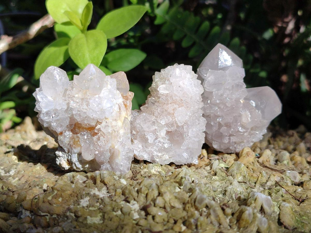 Natural White Cactus Flower Spirit Amethyst Crystals x 46 From South Africa - Toprock Gemstones and Minerals 