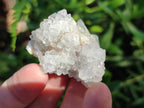 Natural White Cactus Flower Spirit Amethyst Crystals x 46 From South Africa - Toprock Gemstones and Minerals 