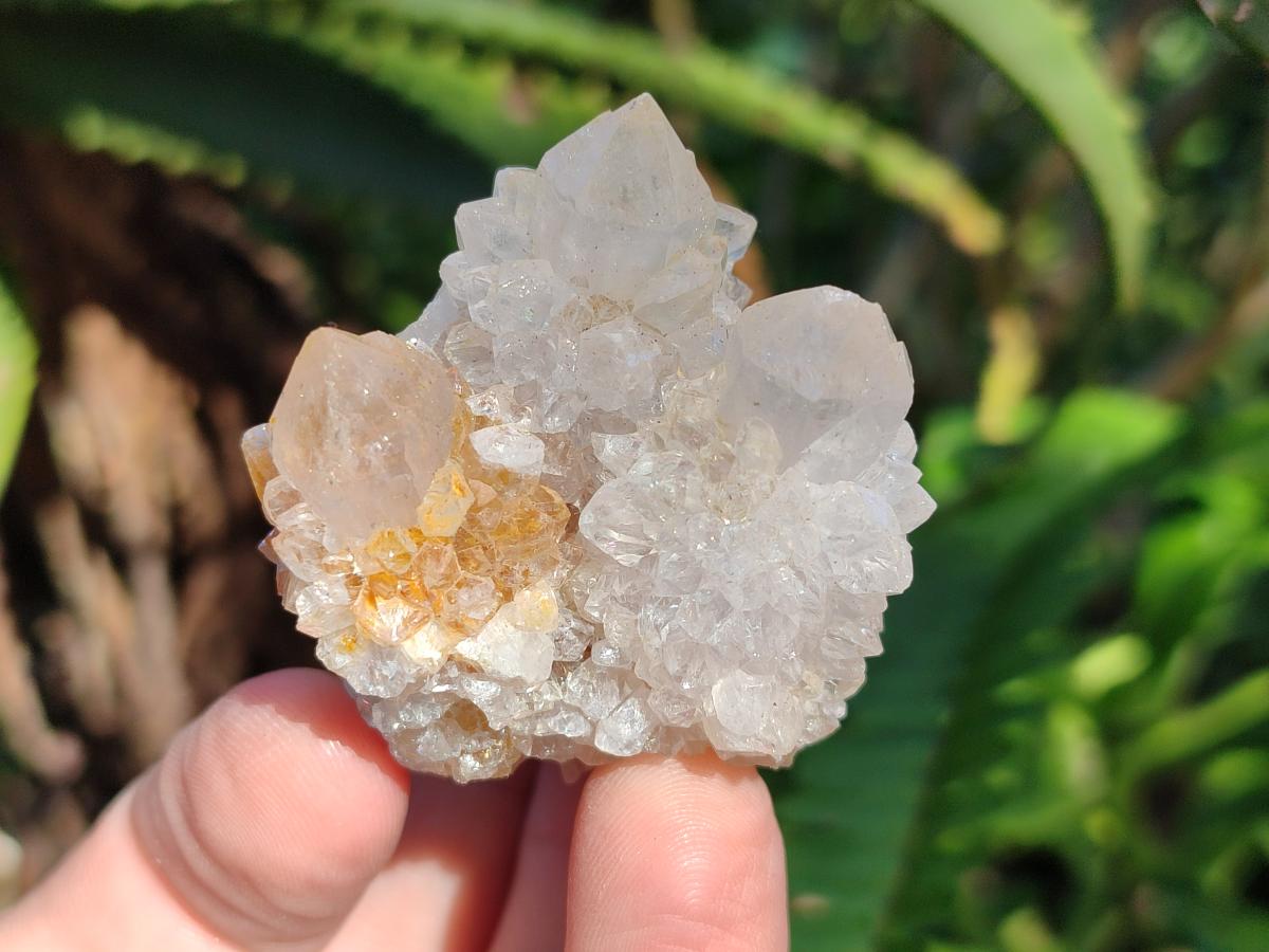 Natural White Cactus Flower Spirit Amethyst Crystals x 46 From South Africa - Toprock Gemstones and Minerals 