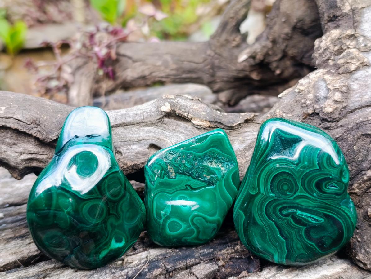 Polished Flower Banded Malachite Free Forms x 12 From Congo - Toprock Gemstones and Minerals 