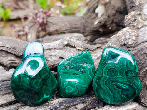 Polished Flower Banded Malachite Free Forms x 12 From Congo - Toprock Gemstones and Minerals 