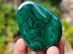 Polished Flower Banded Malachite Free Forms x 12 From Congo - Toprock Gemstones and Minerals 