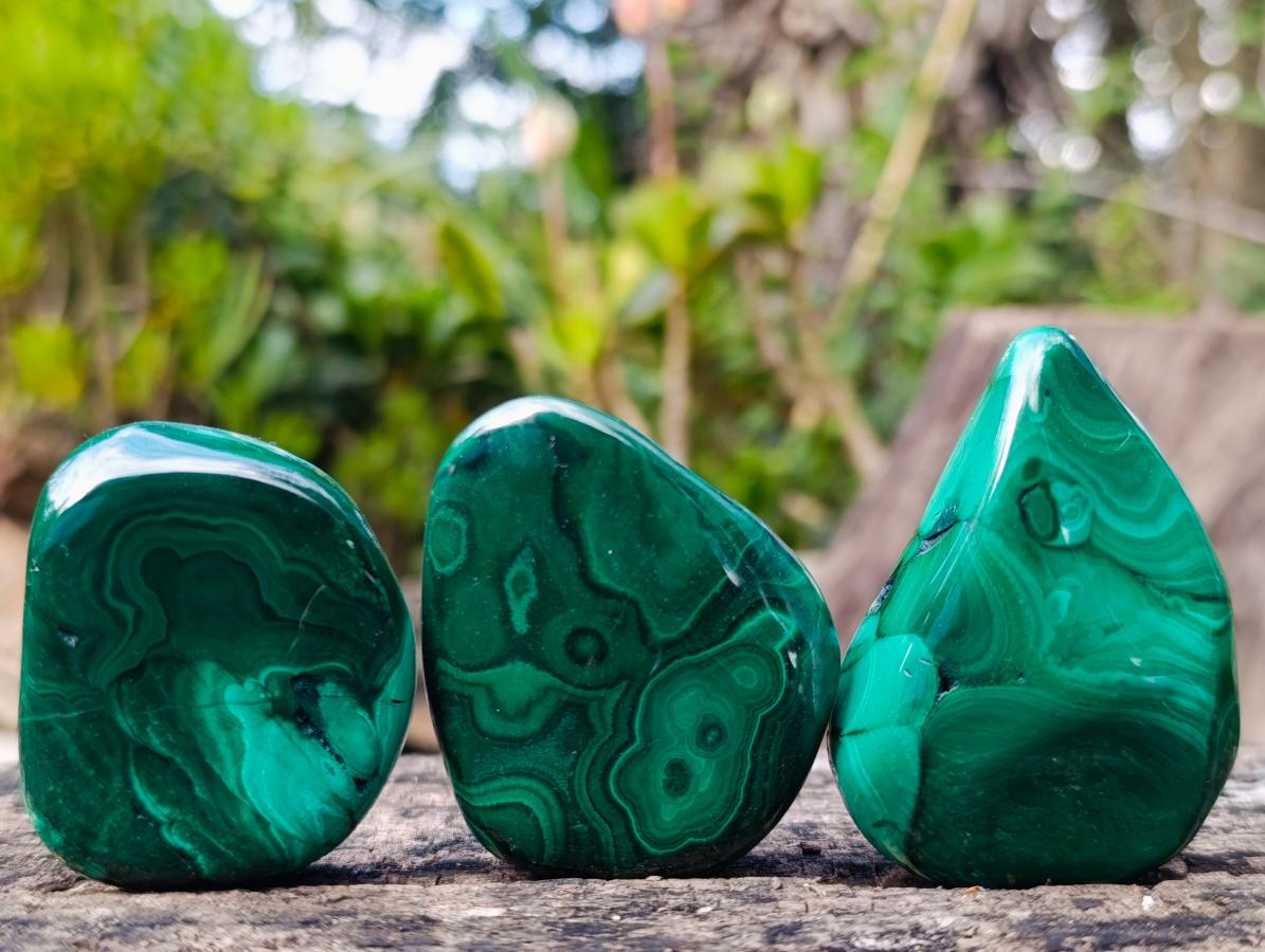 Polished Flower Banded Malachite Free Forms x 12 From Congo - Toprock Gemstones and Minerals 